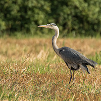 Buy canvas prints of Heron in the field  by Fabrizio Malisan