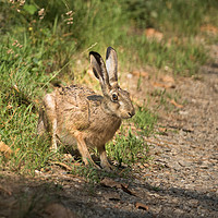 Buy canvas prints of Hare in the woods by Fabrizio Malisan