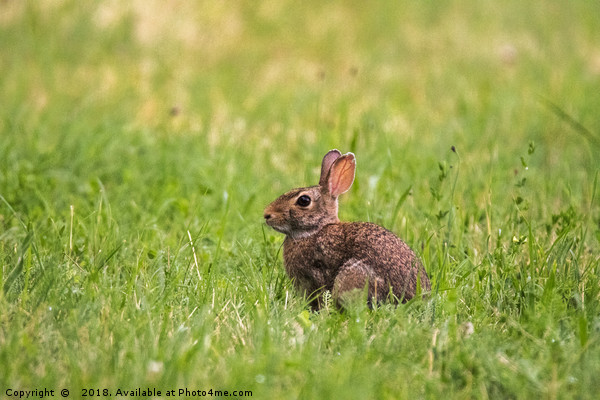 A little wild rabbit in the field Picture Board by Fabrizio Malisan