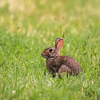 Buy canvas prints of A little wild rabbit in the field by Fabrizio Malisan