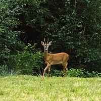 Buy canvas prints of Deer in the woods by Fabrizio Malisan