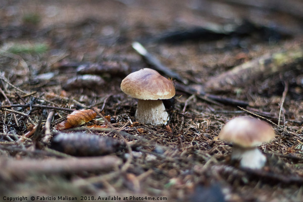 Funghi Porcini Mushrooms Picture Board by Fabrizio Malisan