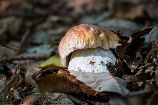 Porcini mushroom in the woods Picture Board by Fabrizio Malisan