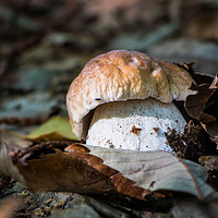 Buy canvas prints of Porcini mushroom in the woods by Fabrizio Malisan