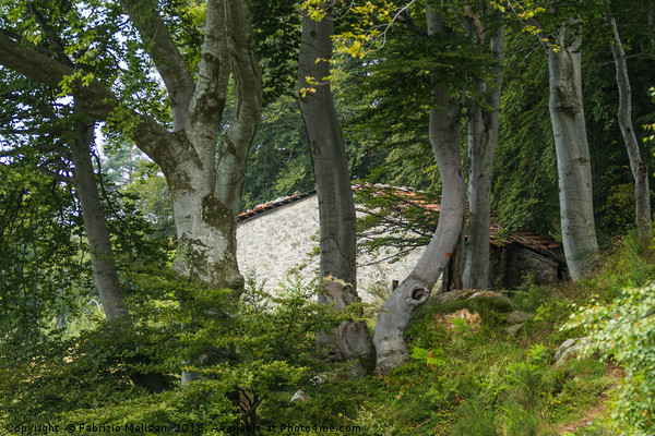 The House Through The Beech Tree Woods Picture Board by Fabrizio Malisan