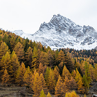 Buy canvas prints of Autumn Foliage Trees Mountain Peak by Fabrizio Malisan