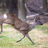 Buy canvas prints of A deer walking in the grass by Fabrizio Malisan