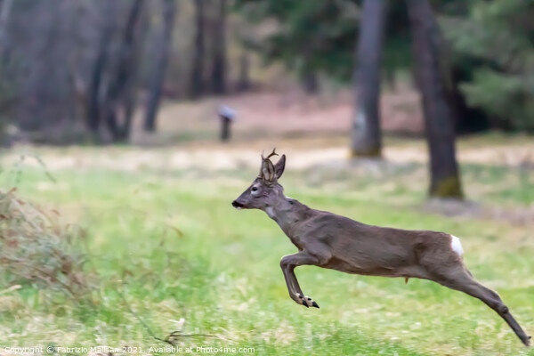 Young Deer Jumping in the Woods Animals Wildlife  Picture Board by Fabrizio Malisan