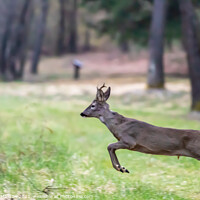 Buy canvas prints of Young Deer Jumping in the Woods Animals Wildlife  by Fabrizio Malisan
