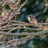 Buy canvas prints of Wild Bird Sitting on a branch in the woods by Fabrizio Malisan