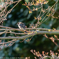Buy canvas prints of Wild Bird Sitting On A Tree Branch In The Woods by Fabrizio Malisan
