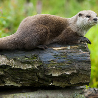 Buy canvas prints of  Small Clawed Otter by Steve Hodgson
