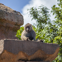 Buy canvas prints of Its a baboons life by Scott & Scott