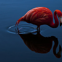 Buy canvas prints of Pink Flamingo by Scott & Scott