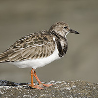 Buy canvas prints of Turnstone  by Scott & Scott