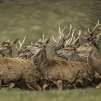 Buy canvas prints of Stags Head by Robert Puig