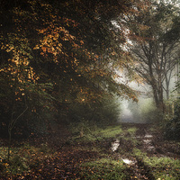 Buy canvas prints of  Mist, mud and autumnal shades by Andy Hough