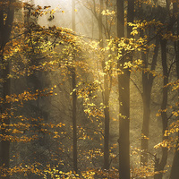 Buy canvas prints of  Golden rays lift autumn hues by Andy Hough