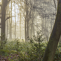 Buy canvas prints of  Norcot Wood by Andy Hough