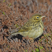Buy canvas prints of  Meadow Pipit by Billy Tinkler
