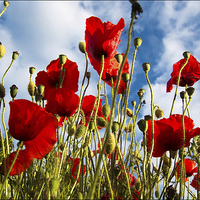 Buy canvas prints of  POPPIES SWAYING by Michele Cohen