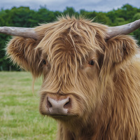 Buy canvas prints of  Highland Cow by Tanya Hall