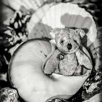 Buy canvas prints of   The Little Hermit Teddy Bear by Tanya Hall