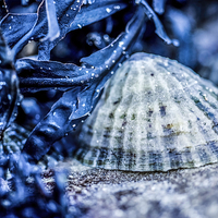 Buy canvas prints of Limpet shell bathed in blue by Tanya Hall