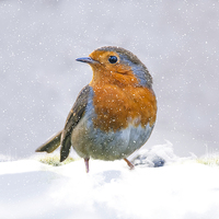Buy canvas prints of  The Winter Visitor by Tanya Hall