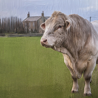 Buy canvas prints of  Oil and Chalk Painted Blonde Bull by Tanya Hall