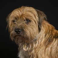 Buy canvas prints of Border Terrier by Tanya Hall