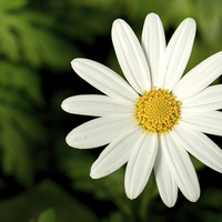 Buy canvas prints of  White Daisy Flower On Dark Background by Tanya Hall