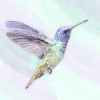 Buy canvas prints of Hummingbird In Watercolors, On A Watercolor Blend  by Tanya Hall