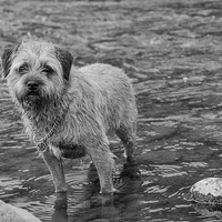 Buy canvas prints of  Border Terrier Black And White Print Wall Art by Tanya Hall