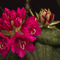 Buy canvas prints of Cerise rhododendron photograph, fresh vibrant Rhod by Tanya Hall