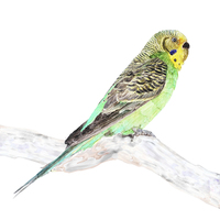Buy canvas prints of Green Budgie On A Branch, Watercolor print  by Tanya Hall