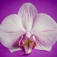 Buy canvas prints of Orchid Flower On Grunge Purple Background by Tanya Hall