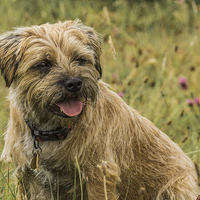 Buy canvas prints of Border Terrier Dog by Tanya Hall