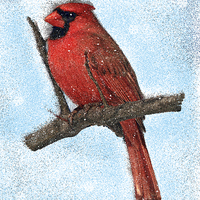 Buy canvas prints of Painted Cardinal Bird, With snowflakes and snow by Tanya Hall