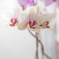 Buy canvas prints of Orchid by Tanya Hall