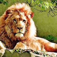 Buy canvas prints of Lion Print on Green by Tanya Hall