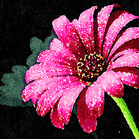 Buy canvas prints of Pink Daisy Rich and colorful on a dark background by Tanya Hall