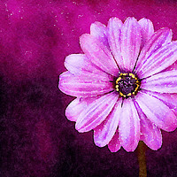 Buy canvas prints of Purple Flower on a deep background, Print by Tanya Hall