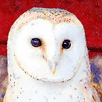 Buy canvas prints of Barn Owl, Watercolour, Digital Painting by Tanya Hall