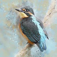 Buy canvas prints of Kinfisher, Young Kingfisher, watercolour grunge sp by Tanya Hall