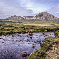 Buy canvas prints of Highland Cattle,Isle of Skye,Scotland by David Hirst