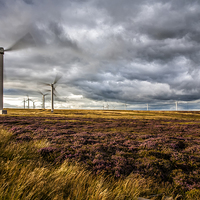 Buy canvas prints of  Wind Turbines and Heather by David Hirst