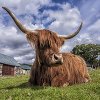 Buy canvas prints of  Highland Cow by David Hirst