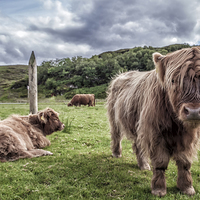 Buy canvas prints of  Highland Cows by David Hirst