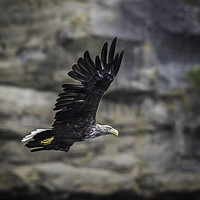 Buy canvas prints of White Tailed Sea Eagle by David Hirst